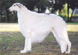 犬を家族に迎える前に